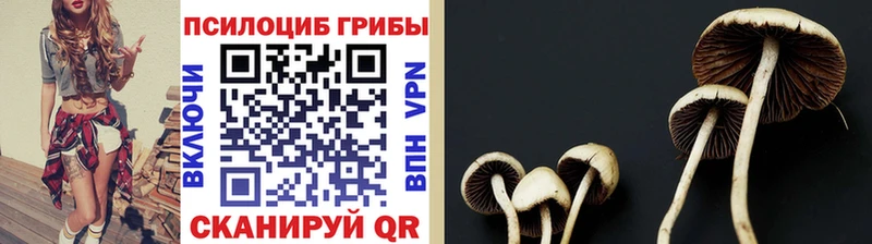 дарнет шоп  Чёрмоз  Псилоцибиновые грибы Cubensis 